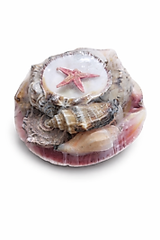 Akvaryum Süsü Deniz Kabuğu