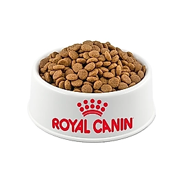 Royal Canin British Shorthair Açık Yetişkin Kedi Maması 500 Gr